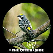 Yellow-rumped (Myrtle) Warbler