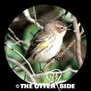 Yellow-rumped (Myrtle) Warbler
