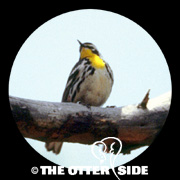 Yellow-throated Warbler - Eastern