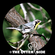 Yellow-throated Warbler - Western