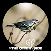 Yellow-throated Warbler - Western