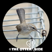 Bewick's Wren - Texas