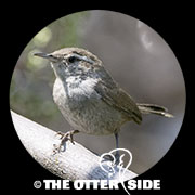 Bewick's Wren - California