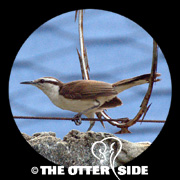 Bicolored Wren