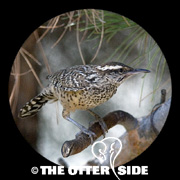 Cactus Wren
