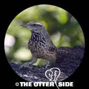 Cactus Wren