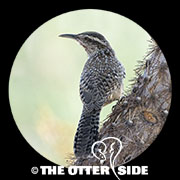 Cactus Wren
