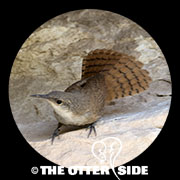 Canyon Wren