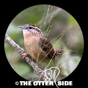 Carolina Wren - Northern