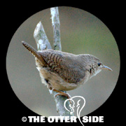 Southern House Wren