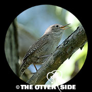 Northern House Wren - Eastern