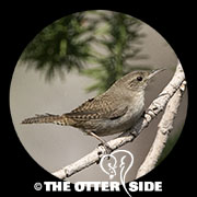 Northern House Wren - Western