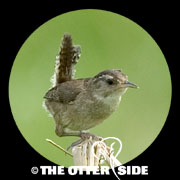 Marsh Wren