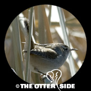 Marsh Wren