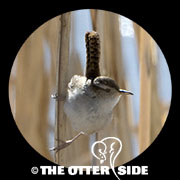Marsh Wren