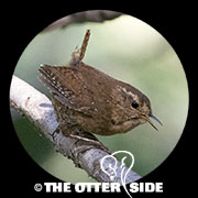 Pacific Wren