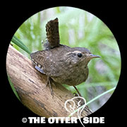 Pacific Wren