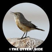 Rock Wren