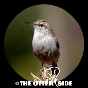 Rock Wren