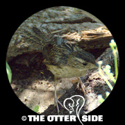 Sedge Wren