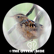 Sedge Wren
