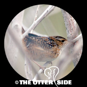 Sedge Wren