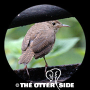 Southern House Wren