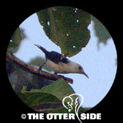 White-headed Wren