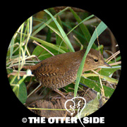 Winter Wren