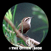 Bewick's Wren - California
