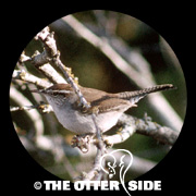 Bewick's Wren - Texas