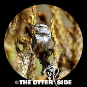 Cactus Wren