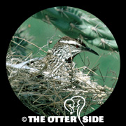 Cactus Wren