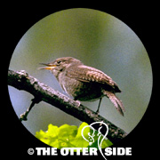 Northern House Wren - Western