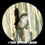 Marsh Wren