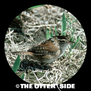 Marsh Wren