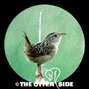Sedge Wren