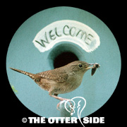 Northern House Wren - Eastern