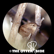 Winter Wren