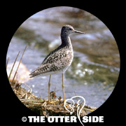 Lesser Yellowlegs