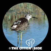 Lesser Yellowlegs
