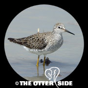 Lesser Yellowlegs