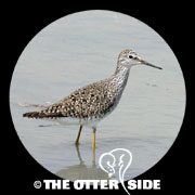 Lesser Yellowlegs