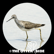 Lesser Yellowlegs