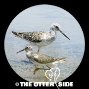 Lesser Yellowlegs