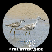 Lesser Yellowlegs