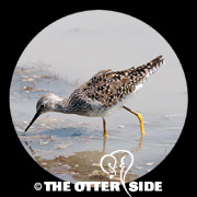 Lesser Yellowlegs
