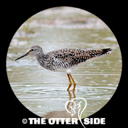 Lesser Yellowlegs