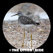 Lesser Yellowlegs