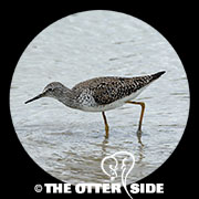 Lesser Yellowlegs